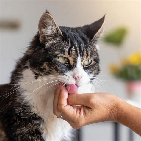 cat licking owner's pussy|Cat licking the naked owner's pussy .